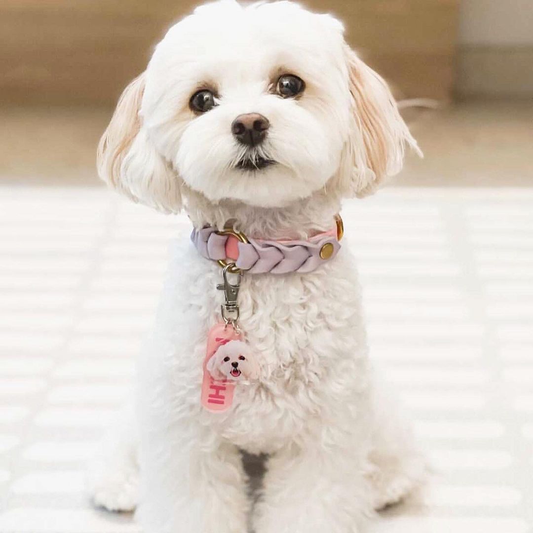 Pet's Acrylic Name Tag